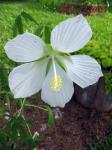 White Texas Star Hibiscus