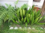 Bottlebrush Fern