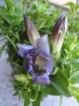 Gentiana septemfida but which one?