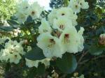 Rhododendron "Flava" 