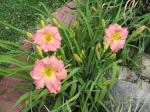 Daylily Jolyene Nicole