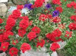 verbena pot by pond