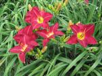 earliest red daylily by greenhouse
