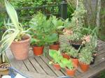 Farleigh Hospice plant sale bargains