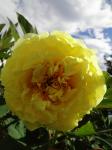 Itoh-peony "Yellow Crown"