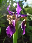 Iris sibirica