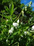 Lamprocapnos spectabilis alba