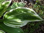 Hosta "Mountain Snow"