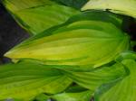 Hosta "Chinese Sunrise"