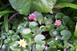 Mini Water Lilies