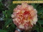 Paeonia suffruticosa bloom size