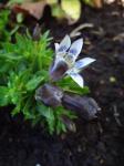 Unknown Gentiana 