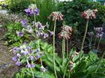 Summer flowering Primula