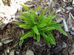 Hosta "Little Devil"