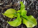 Hosta "Stitch In Time"