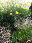 Trollius and Saxifraga