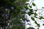 Morning glory umbrella