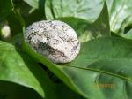 tree frog