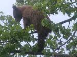 Bear in tree.