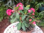 Potted euphorbia