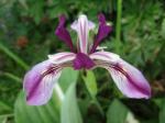 Iris sibirica cross-breed