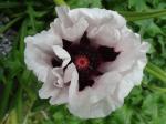 Papaver "Perry's White"