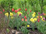 Tulips and daffodils