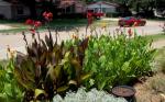 4 year old Canna bed