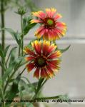 Gaillardia fanfare.