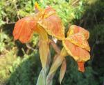 Orange and yellow cannas