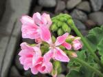 Geranium bloom