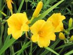 Stellas...daylily