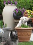 Scooter & Miss Shadow sitting by my container plants