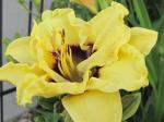 Daylily