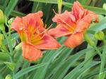 Daylily