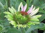 Weird coneflower