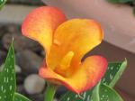 Out of shape calla lily