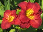 Daylily