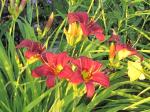 Daylily