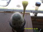 New Cactus 