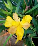 Giant Yellow Iris...unknown real name