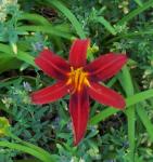Monte Negro Lily