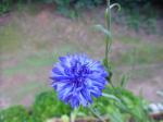 Blue Cornflower