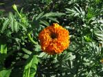 Tagetes erecta (French marigold)