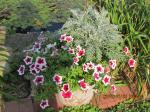 petunia &centaurea Colchester White