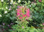 Rose Cleome