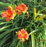 Outrageous daylily