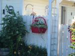 The red geranium basket