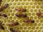 bees and larvae