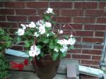 Vinca and "Fireworks" Fountain Grass